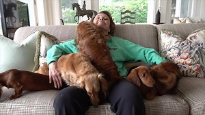 102 reactions · 14 comments | Check out our newest Meet the Breed documentary, all about Dachshunds! Make sure to visit https://akc.tv/ for more Good Dog TV! | AKCtv | Facebook