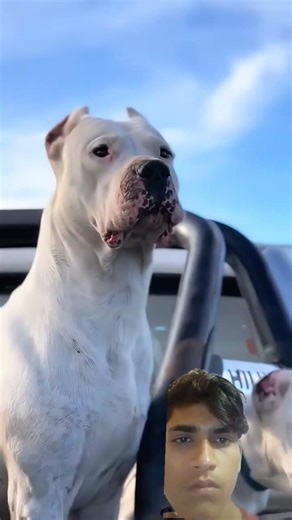 #pitbull #cute #puppy #reels duniya ke teen aise kutte Jo #viral #challenge