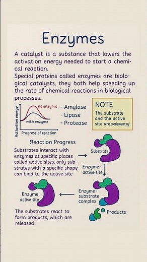 how enzymes work .