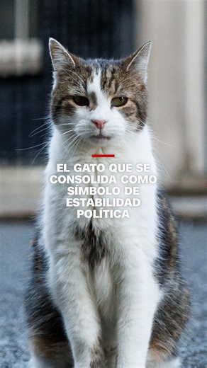 Adoptado en 2011 por el entonces primer ministro David Cameron, el gato de 19 años se convirtió en una figura emblemática en medio de años de cambios en el liderazgo del Reino Unido. | CNN en Español