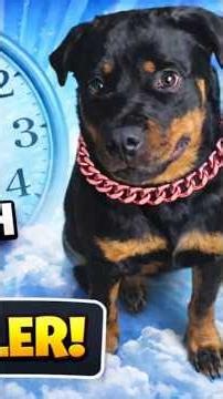 “My Rottweiler Has ONE Favorite Scratch Spot… And This Happens Every Time!” #rottweilerlife##petlife