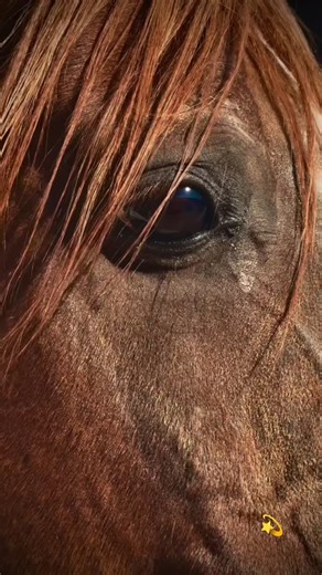 🙌 | Fernanda Lima Franco