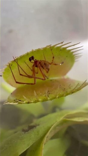 Cocky Spider Eaten by Venus Fly Trap #insects #carnivorousplants #terrarium #biology #nature