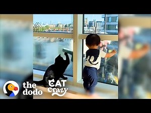 Cat Teaches His Little Brothers To Be Obsessed With The Window Washers | The Dodo Cat Crazy