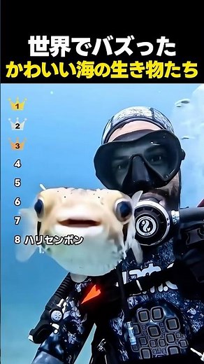 懐っこすぎて悶絶！？世界中でバズった“かわいい海の生き物”TOP8
