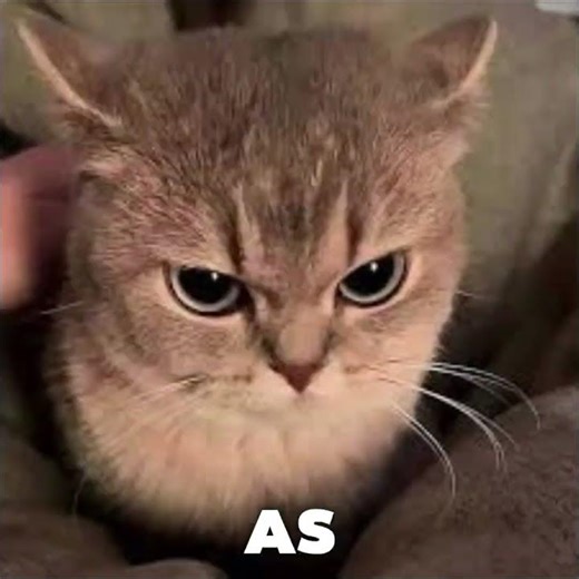 Craziest Cat Prank You Will EVER See!