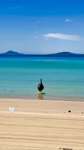 📸 @southaustralia | For Pets Sake! Pet Minder