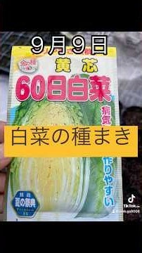 白菜の種まき 豪雨がヤバくてあちこち水害でてます💦 #畑
