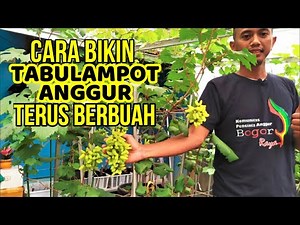 CARA MEMBUAHKAN TABULAMPOT ANGGUR || Buah Muncul Terus-Menerus