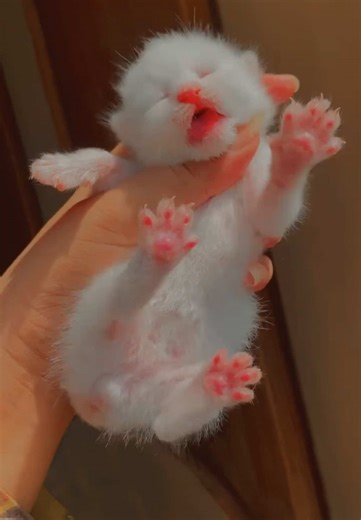 Cute ♥️#cat #fyp #catlovers #trending