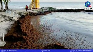 The invasive sargassum seaweed continues to present a challenge at beaches across Barbados. This was the situation at Miami Beach, in Enterprise, Christ Church yesterday. Meanwhile, a huge blob of seaweed, which officials in the US say is twice the width of continental America, is expected to push through the Caribbean, before reaching the Gulf of Mexico during the summer and showing up on beaches in Florida around July. Since 2011, scientists have been tracking large accumulations of sargassum,