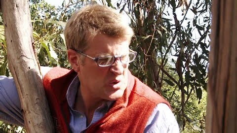 Luck O' The Irish Cottage