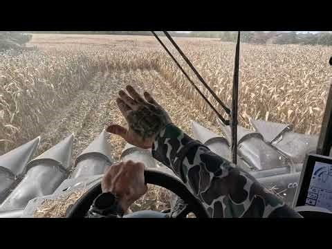 2025 Corn Harvest POV in Gleaner S98 Opening Up A Field