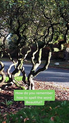 Do you use a #mnemonic to remember how to spell ‘beautiful’ or another technique? #spellingbeautiful #trickywords #mnemonicdevice #dyslexiaadvice #dyslexiatiktok #dyslexictiktok #dyslexiateacher #dyslexiatips #spellingtiktok