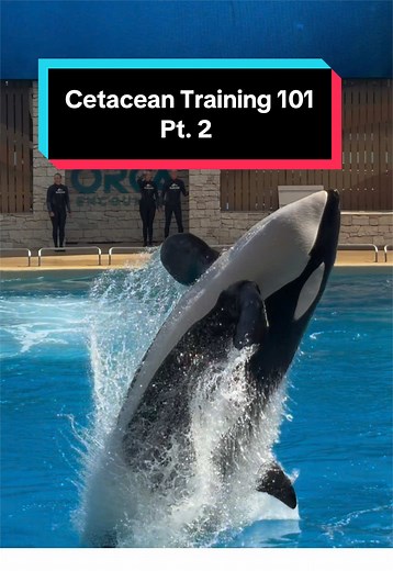 Effective Animal Training: Reinforcement and Communication