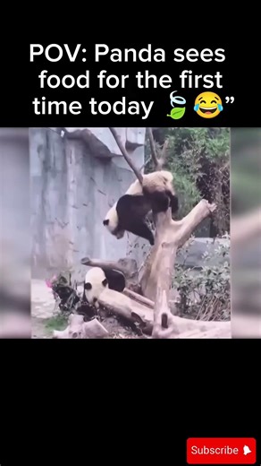 Panda Fail moment😄#animalshorts#funny