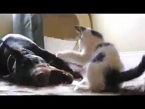 9.4K views · 366 reactions | Dobermann vs. little Cat!!! | Working-dog | Facebook