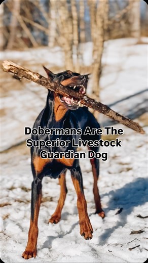 Happy Dash Farm - AHCA Highland Cattle on Instagram: "Let’s put some respect on the Doberman name real quick 😏 Everyone thinks Pyrenees & Anatolian when they hear LGD but let’s think about this. Dobermans were bred for protection. They’re hyper-aware, loyal to the core, naturally territorial, and deeply bonded to their people and land. A good LGD isn’t just about fighting predators — it’s about: ✔️ Early alerts ✔️ Deterrence ✔️ Reading situations before things escalate Dobermans don’t sleep thr