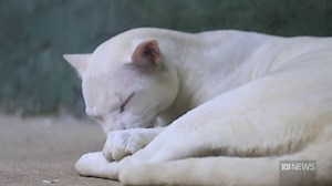 An albino ocelot is the first of its kind found in Colombia after being taken in as a kitten
