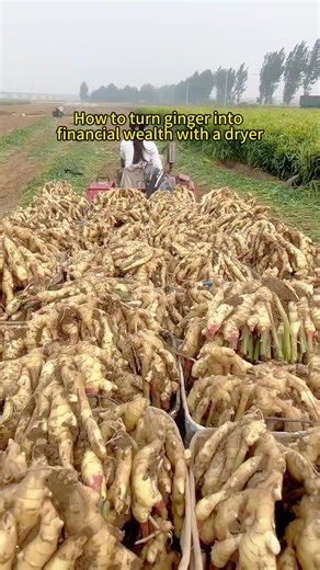 How to turn ginger into money using a drying machine#ginger #turmeric #Ginger powder#cassavadryer #potatodryer #chilidryer #oniondryer #fyp #tiotok