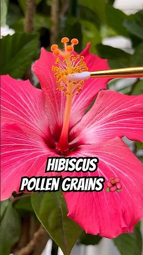Pollen Grains Under Microscope 🔬🌺 #shorts #flowers