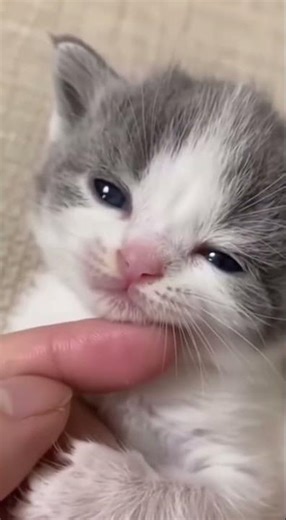 These Kittens Are Too Cute 😻 You’ve Been Warned!