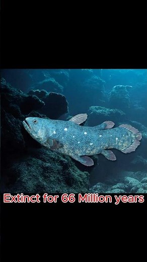 This fish was EXTINCT for 66 million years... Then found alive #extinctanimals #facts #animals