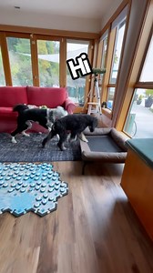 200K views · 5K reactions | Bunny doesn’t seem to get upset with Otter using her buttons unless I’m using them to communicate with him. He will get his very own board in the next few weeks. This is going to be fun! • • • #random #poodle #puppy #spoo #mydogtalks #hi #playtime #whataboutbunny | Whataboutbunny | Facebook