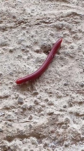 centipedes run fast even though they don't have eyes