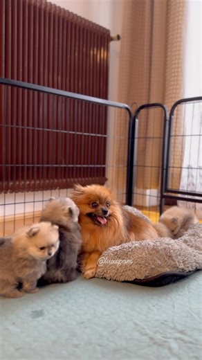 🇺🇸Sable sweetness: Adorable Pomeranian puppies and their mom, all in stunning sable coats! 🐾💕 🇩🇪Sable-Süßigkeiten: Niedliche Pomeranian-Welpen und ihre Mutter, alle in beeindruckenden Sable-Farben! 🐾💕 | Luxepom