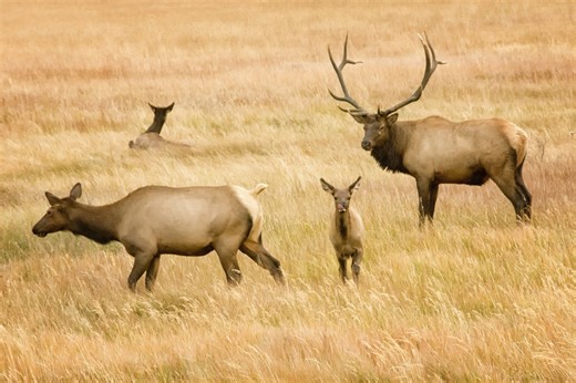 Biologists say elk are exploring more of Kansas