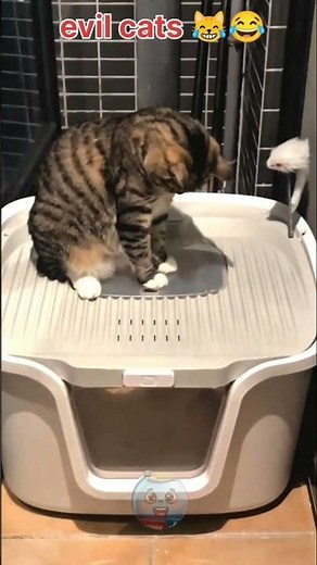 Cats Being Mischievous Monsters #PetFails #CatsOfTikTok #FunnyAnimals