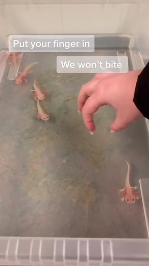 Do you think these babies would bite you?! We think not. Do you dare stick your hand in a baby axolotl tank?! We think absolutely yes 😍❤️🤣 #babyaxolotl #cute #axolotls #axolotl #axolotlsoftiktok