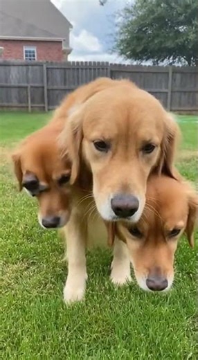 Real Life Cerberus Dog Caught on Camera [Animal Moments • Animal Encounter • AI Generated Video]