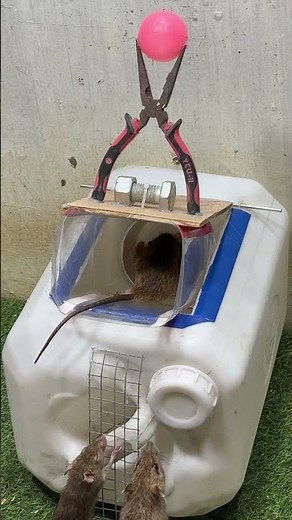 The Best Reusable Humane Mouse Trap! #mouse #mousetrap #diymousetrap #diy #rat #rattrap