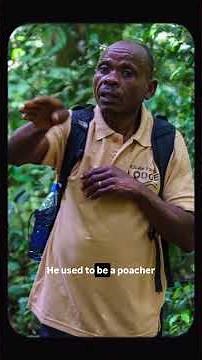 Finding the African Golden Cat #mammalwatching #cats #rareanimals