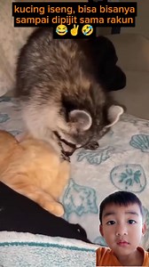 Kucing lucu iseng bisa bisanya sampai dipijitin sama itu rakun 😂 #reels #video #reaction | Rosyad Abdillah Aziz