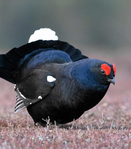 Black grouse are in trouble across the UK 😱 like many birds they’re struggling with the rapid change in available habitat and land management practises but this year a project looking to help chicks has been successful in rearing 12 in an area that hasn’t seen a successfully reared chick since the 1840s! Always nice to see a W for conservation 💪 #fyp #wildlife #didyouknow #nature #conservation