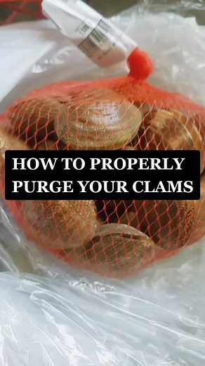 How to Properly Clean and Purge Steamer Clams