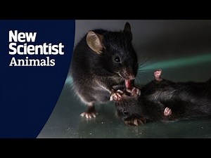 Mice seen giving 'first aid' to unconscious companions
