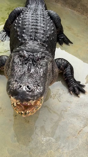 Big grumpy gator!! Thankfully we have the mute button!😂 Cleaning Seven this morning and as usual he wasn’t very happy about it! He hates it every time 😂. I just love those up close angles on him, they’re such beautiful animals, even when grumpy! More info on him from previous posts-At Everglades Holiday Park Seven is our biggest gator at EHP, he’s 10ft and likely around 350-400lbs. He gets the name 7 for a weird reason- alligators have five toes on the front feet, four toes on the back feet, s