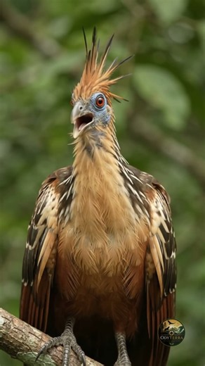 Hoatzin: Guyana’s Bizarre National Bird 🐦 #wildlife #birds #nature