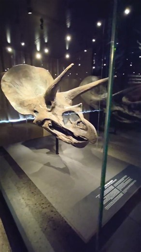 Triceratops horridus skull Museum of Natural History Berlin #animals #animal #dinosaur #dinosaurs