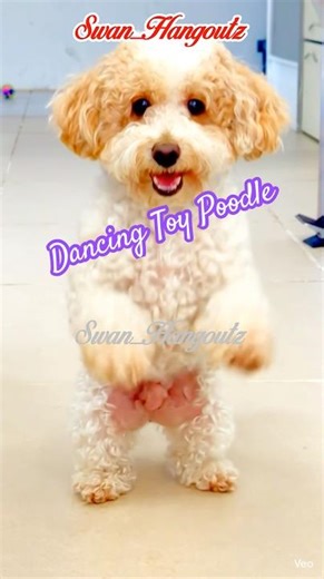 You Won’t Believe How This Toy Poodle Moves to the Beat 🎶🐩