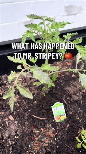 Sooooo, Mr. Stripey isn’t happy with me. I’ve heard tomato plants can get a black fungus on them or blight but I have no idea what those look like 😅 Pro gardeners pls help me #gardening #tomatoplants #growyourownfood #homegarden #CapCut
