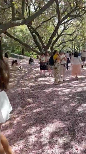NYC #spring #botanicalgarden #ambience #nyclifestyle #nycwalk #brooklyn #nyc