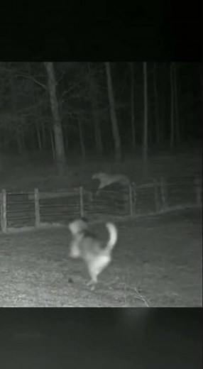 Dog Saves Sheep From Night Attack