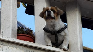 Japanese chin is a breed of decorative dogs bred in Japan. It takes its pedigree from Tibetan spaniels, but the modern hin is also related to the Pekingese and cavalier king charles spaniel.