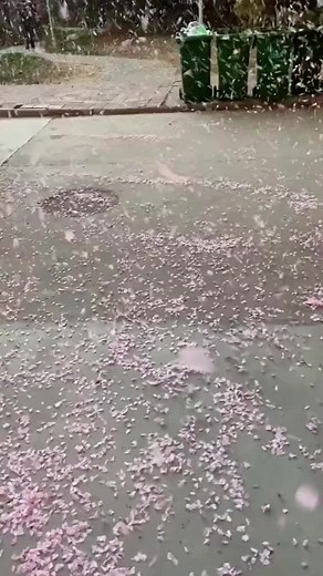 Explore the Beauty of Sakura Blossoms in Japan
