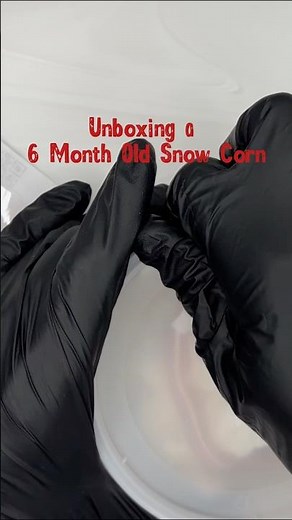 She Tried to Escape 😳 | 6 Month Snow Corn Unboxing
